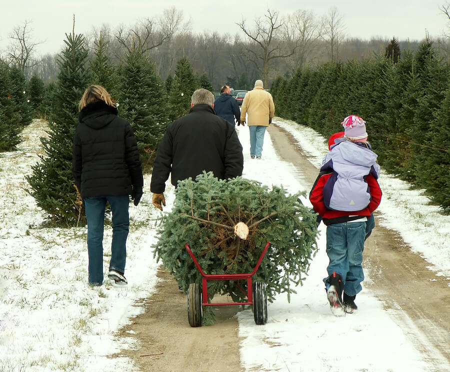 Tonto Christmas Tree Permits Available November 13 Globe Miami Times